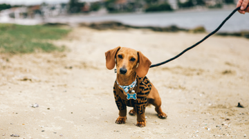 Why the Retractable Pet Leash with LED Light Is a Game-Changer for Evening Walks