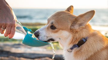 How to Use a Portable Dog Water Bottle Cup on the Go (Without Making a Mess!)
