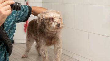 Smart Pet Hair Dryers: Worth the Hype? Here’s What You Need to Know